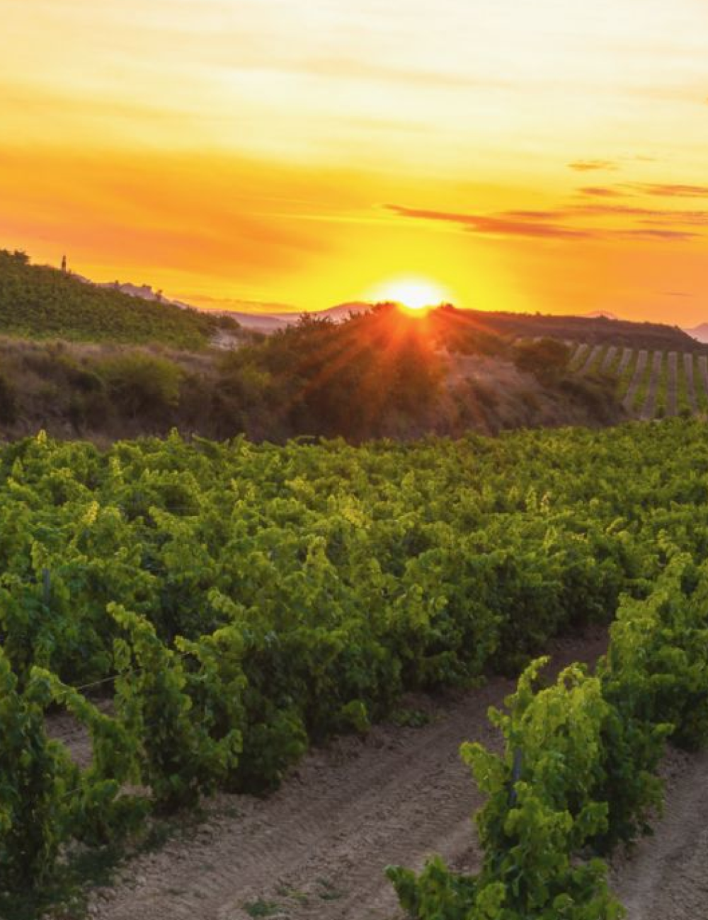 spain-wine-regions 1